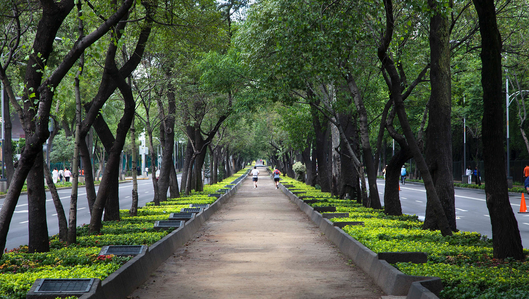 virgilio tree lined street