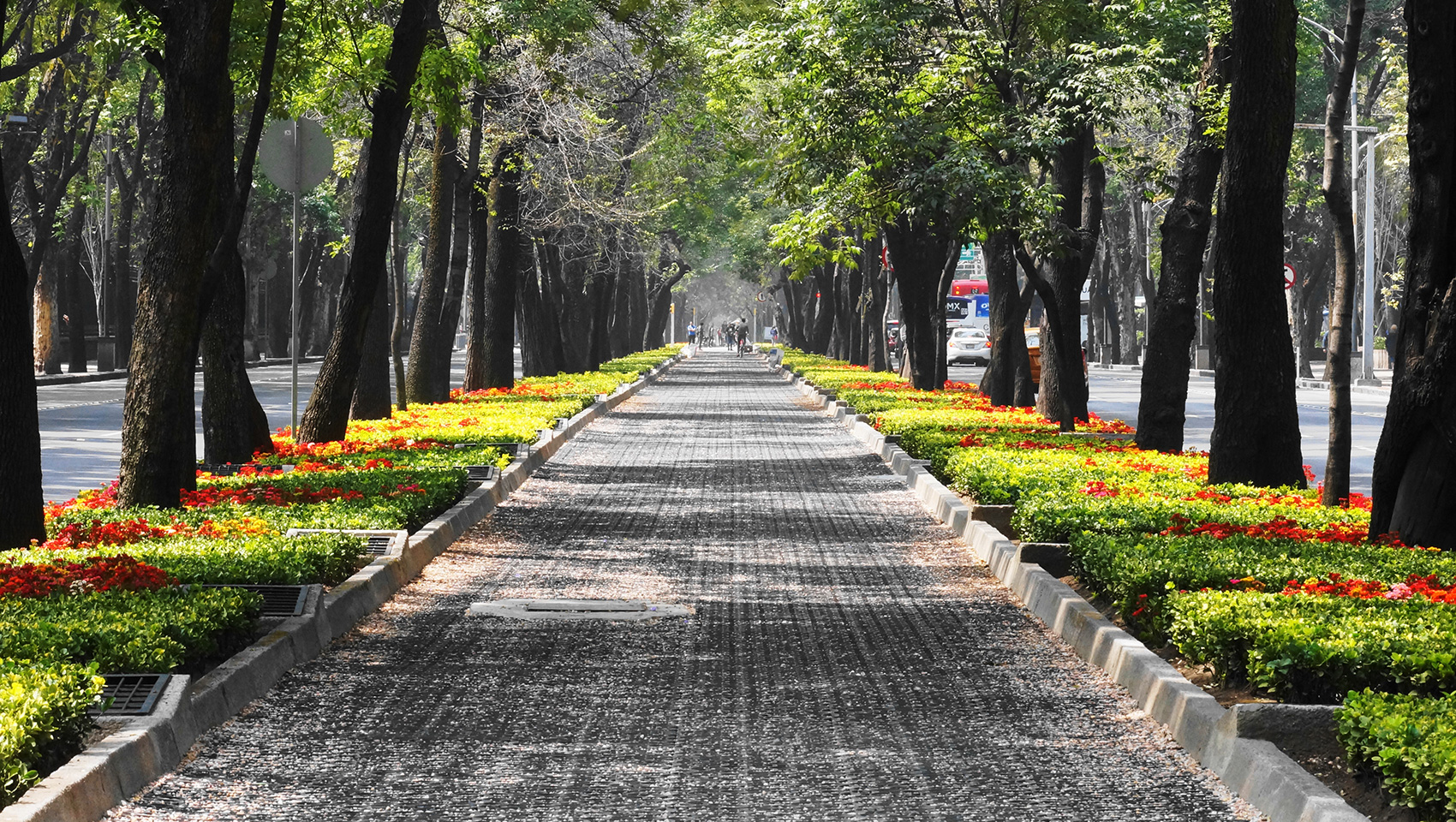 virgilio tree lines street