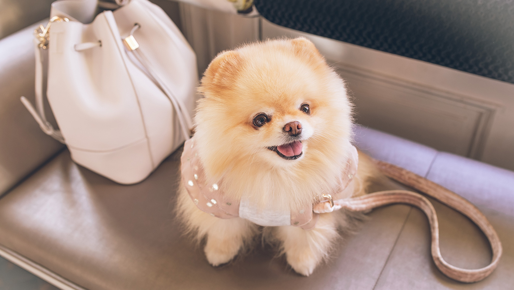 smiling Pomeranian puppy