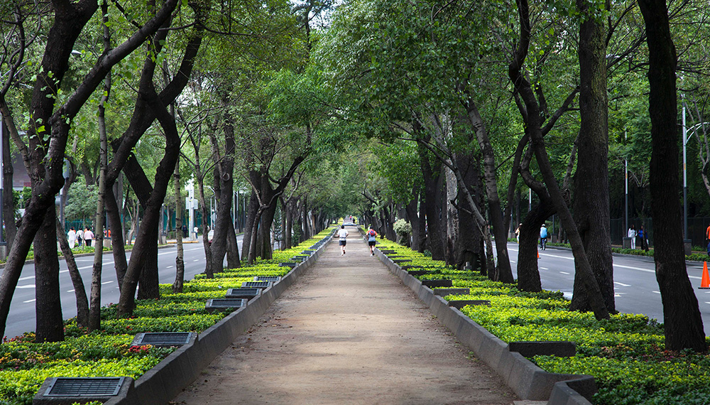 virgilio tree lined street