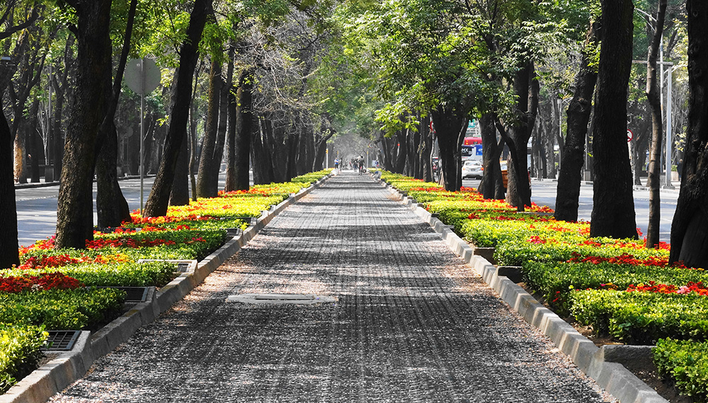 virgilio tree lines street